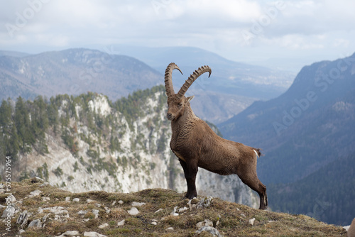Alpine Ibex (Capra Ibex) standing proud in the swiss alps (Creux du Van) photo