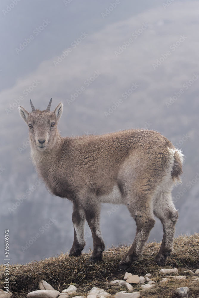 young alpine Ibex (Capra Ibex) in the swiss alps (Creux du Van) young alpine Ibex (Capra Ibex) in the swiss alps (Creux du Van)