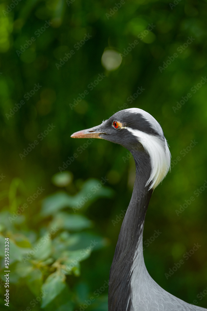 Close-up portrait of Demoiselle Crane, (Anthropoides virgo) on the bright green meadow during the daytime. Fuerteventura, Canary Islands, Spain. Selective focus, blurred background.