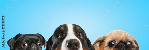 Photography Cute surprised animals on light blue background, banner design