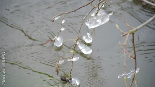 The frozen ice on the twigs of the plants in Nommeveski Estonia during the winter in Lahemaa National Park in Estonia photo