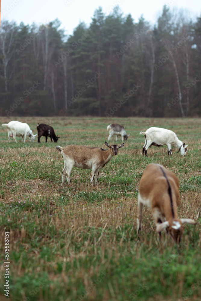 Cute little goats eat grass in the field against the background of the forest in the village. Beautiful autumn Cute little goats eat grass in the field against the background of the forest in the village. Beautiful autumn