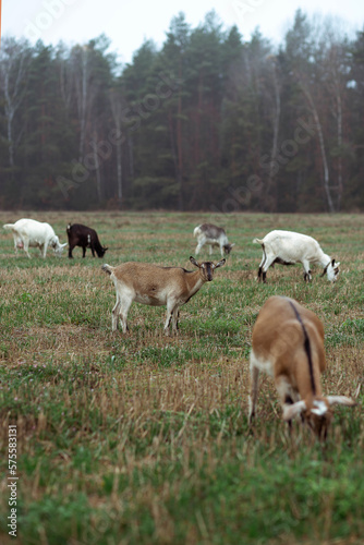Fototapeta Naklejka Na Ścianę i Meble -  Cute little goats eat grass in the field against the background of the forest in the village. Beautiful autumn