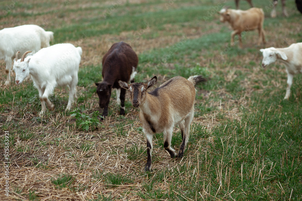 Cute little goats eat grass in the field against the background of the forest in the village. Beautiful autumn Cute little goats eat grass in the field against the background of the forest in the village. Beautiful autumn
