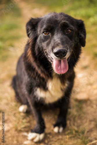 Perro sentado en el campo con colores negros y blancos y con la lengua afuera. 
