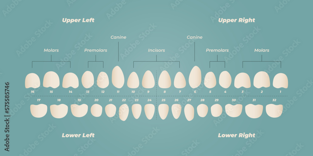 Medical dental diagram illustration. Orthodontist human tooth anatomy
