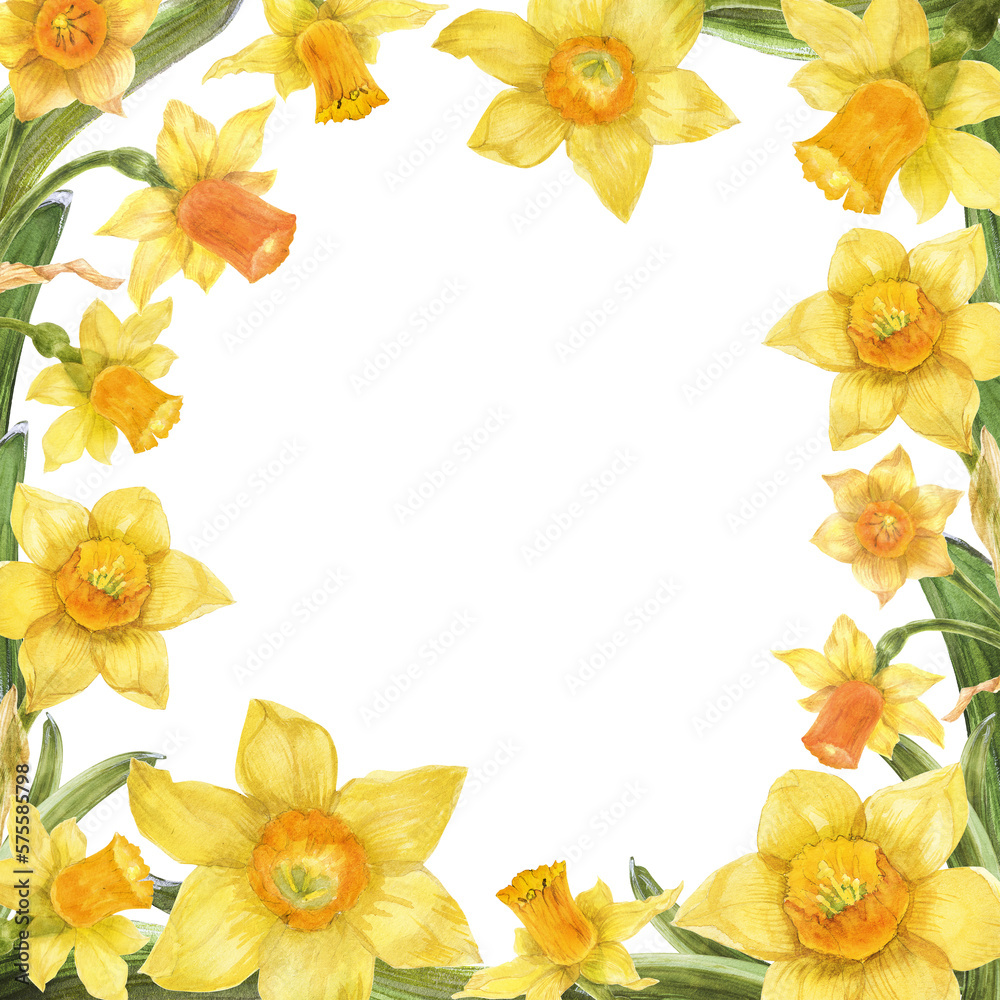 Bright spring frame with yellow daffodil flowers. Botanical watercolor floral illustration for greeting and instagram card