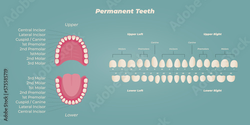 Medical dental diagram illustration. Orthodontist human tooth anatomy. Vector infographics with teeth diagrams.