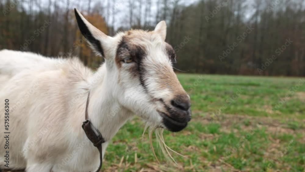 Cute little goat eat grass in the field in the village. Beautiful autumn Cute little goat eat grass in the field in the village. Beautiful autumn