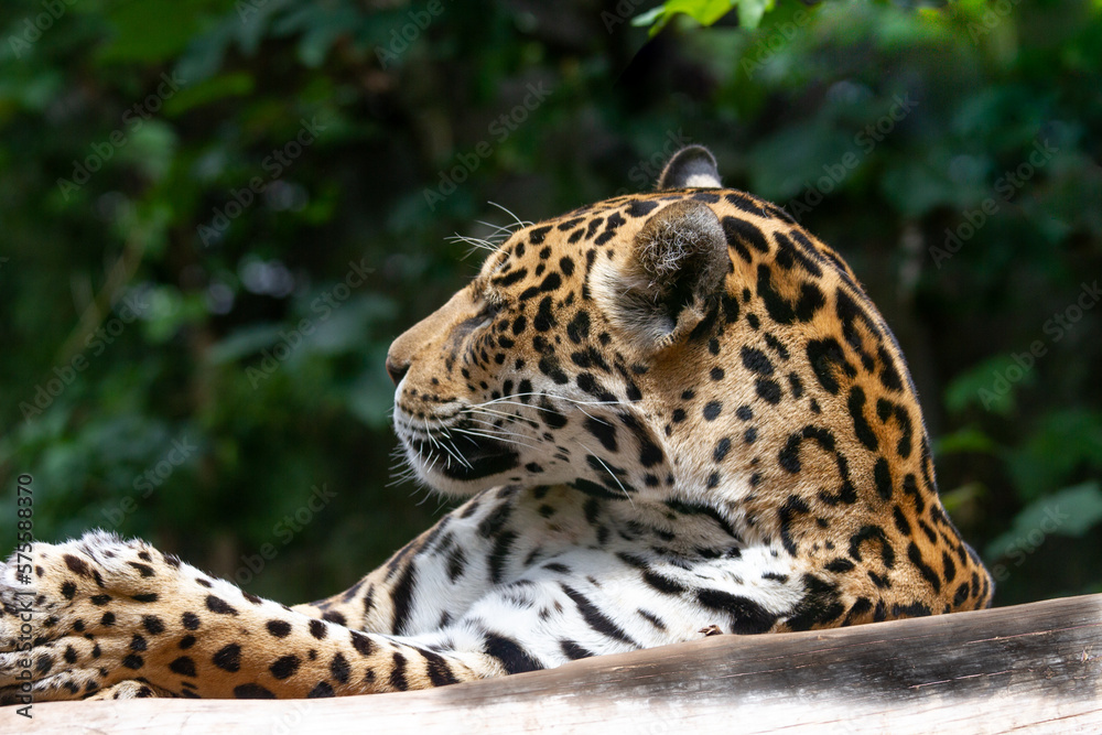 Close up headshot of a captive leopard (Pantherus pardus) resting on a branch during the daylight Close up headshot of a captive leopard (Pantherus pardus) resting on a branch during the daylight