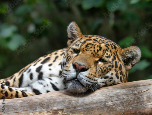 Close up headshot of a captive leopard (Pantherus pardus) resting on a branch during the daylight
