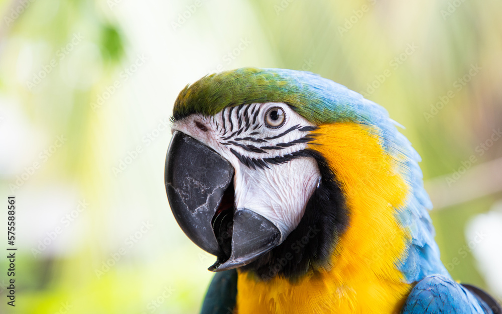 beautiful Blue-and-Yellow Macaw in rainforest beautiful Blue-and-Yellow Macaw in rainforest