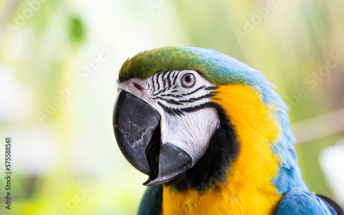 beautiful Blue-and-Yellow Macaw in rainforest