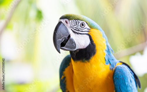 beautiful Blue-and-Yellow Macaw in rainforest