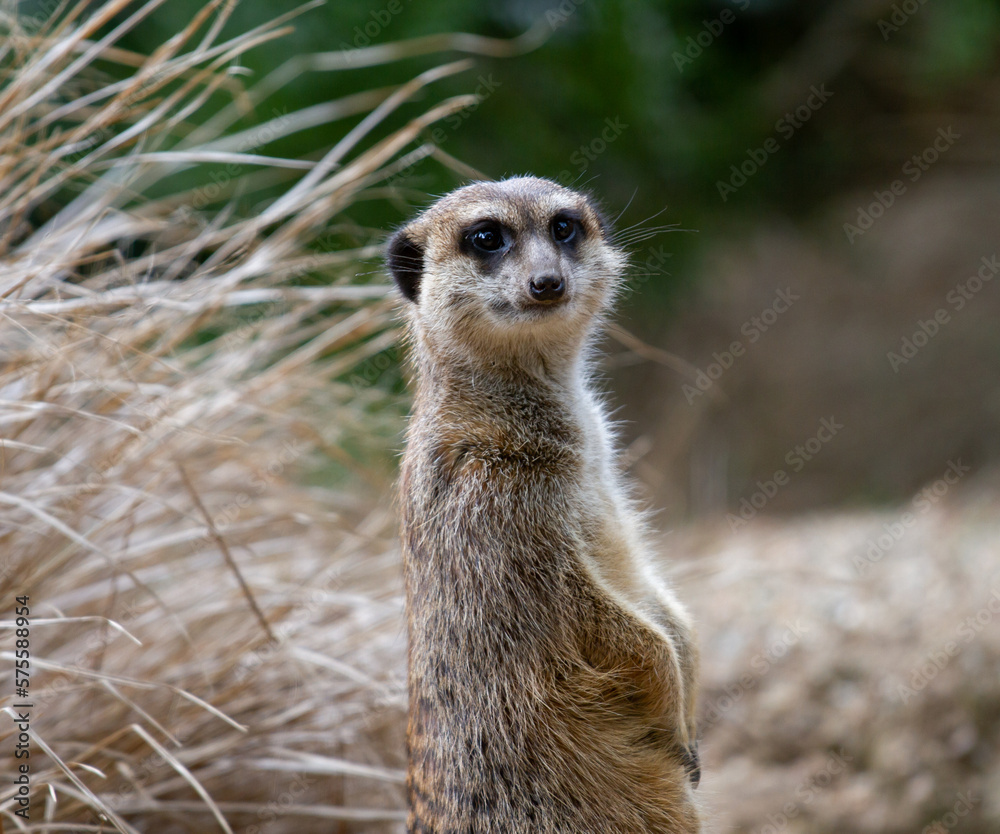 Fototapeta premium Close up portrait of a meerkat (Suricata suricatta) with a defocused background