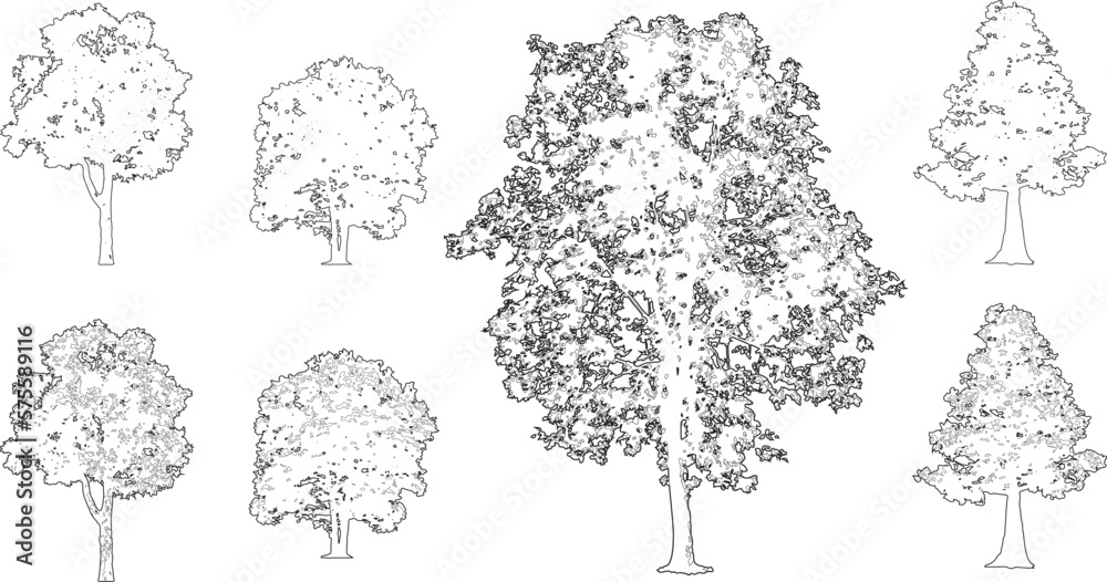 Tree silhouettes - red maple ,sugar maple, oak, poplar, green oak, birch