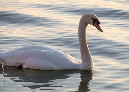 Beautiful View Of A Graceful Swan In Lake