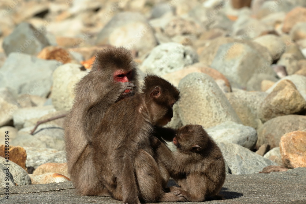 Naklejka premium 日本の伊豆半島に生息する野生のニホンザル