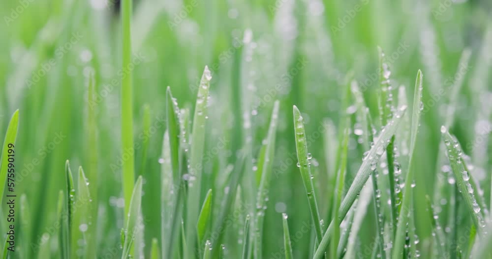 Green grass close-up super macro shooting. Green grass close-up super macro shooting.