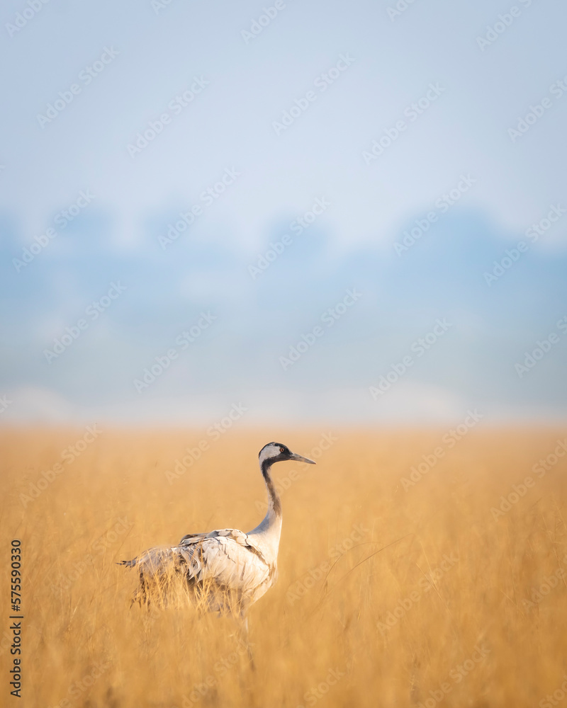 Fototapeta premium Demoiselle crane or Grus virgo in scenic landscape or open grassland field of Tal Chhapar sanctuary rajastan India asia