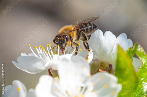 spring bee flower cherry in garden macro