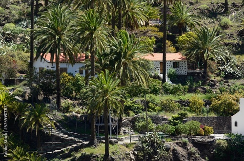 Palmeras en Valle Gran Rey, La Gomera