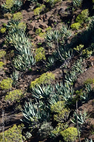 Cactus en Valle Gran Rey, La Gomera