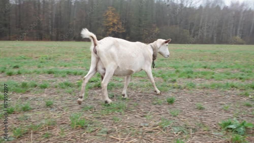 Cute little goat eat grass in the field in the village. Beautiful autumn Cute little goat eat grass in the field in the village. Beautiful autumn