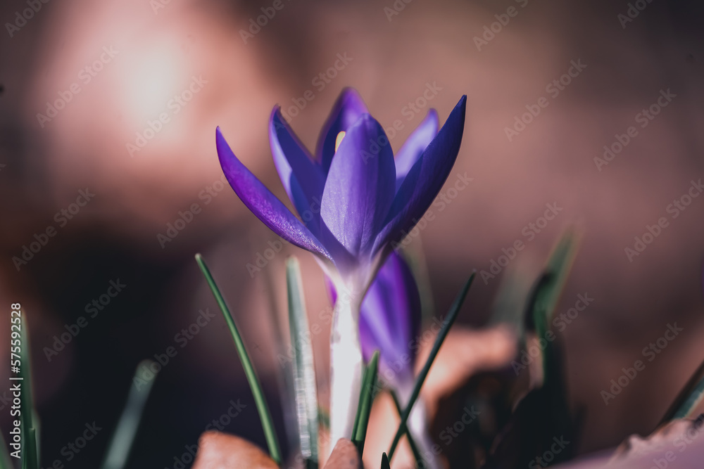 Krokus
