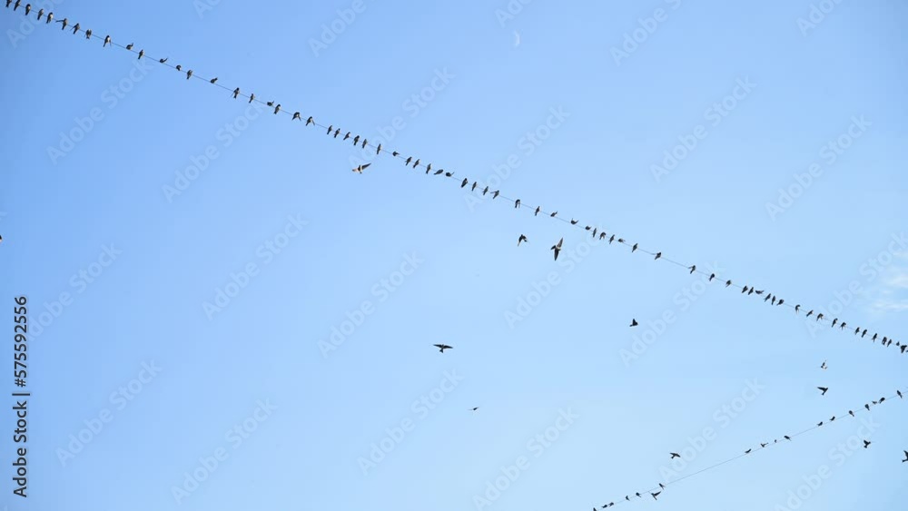 Swallows on a wire. Birds in nature. Group of birds on electric cable. Swallows flew away. 
