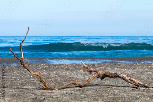 Flotsam, lonely tree branch on the beach near Punakaiki, New Zealand