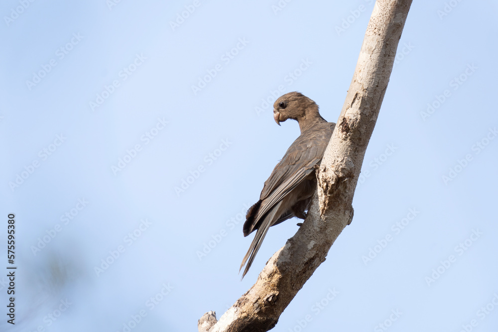 Lesser vasa parrot in the Madagascar's wood. Black parrot is searching for food. Gray parrot on the branch . Wildlife in Madagascar. Lesser vasa parrot in the Madagascar's wood. Black parrot is searching for food. Gray parrot on the branch . Wildlife in Madagascar.
