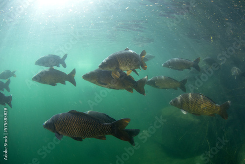Common carps are swimming in the dam. Carps in the shoal.  European fresh water. Life in fresh water. 