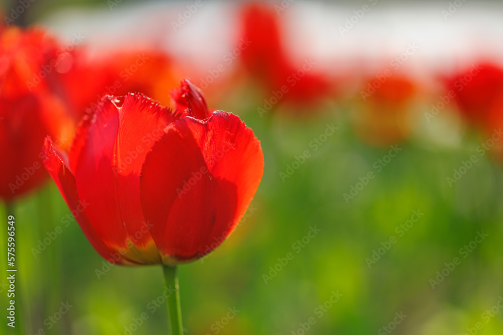 Beautiful floral background of bright red tulips blooming in garden park, sunny spring day. Green blurred foliage, artistic nature closeup. Calming flowers, romance love valentines day, mothers day Beautiful floral background of bright red tulips blooming in garden park, sunny spring day. Green blurred foliage, artistic nature closeup. Calming flowers, romance love valentines day, mothers day
