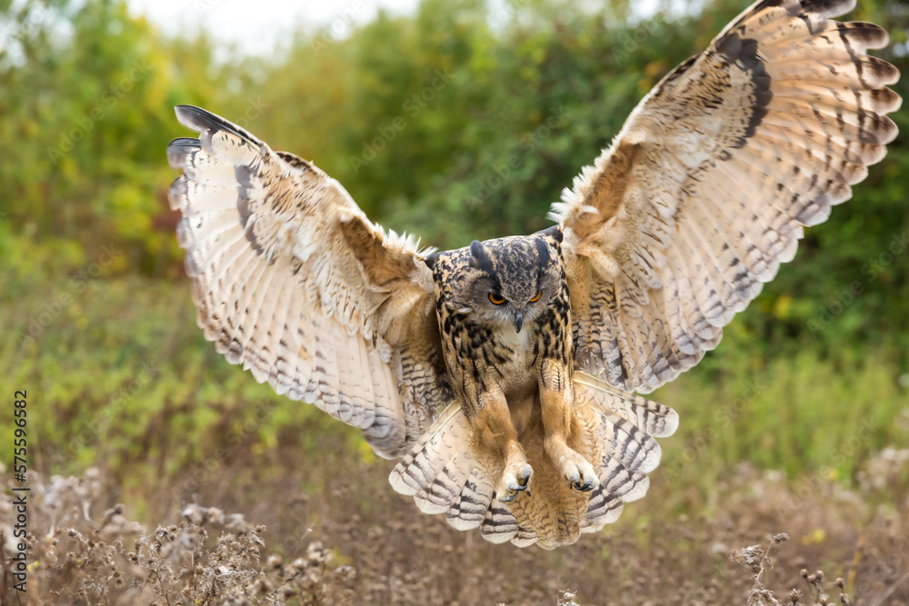 Fototapeta premium Eagle owl in flight, United Kingdom