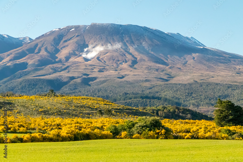 New Zealand hillside covered in bright yellow Broom and Gorse