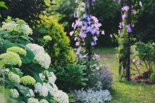 English cottage summer garden view with clematis on wooden archway and white hydrangeas. June or july blooming flowers