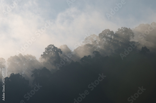 arbres tropicaux dans la brume et des rayons de lumière © Oscar