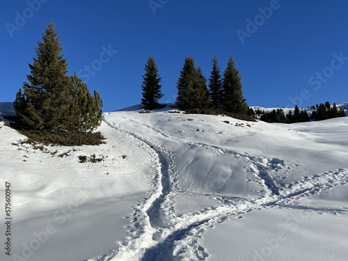 Wonderful winter hiking trails and traces in the fresh alpine snow cover of the Swiss Alps and over the tourist resort of Arosa - Canton of Grisons, Switzerland (Schweiz)