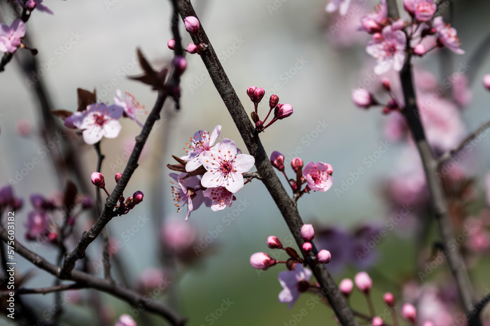 The fruits blossom in spring. Spring blossoms in forest,fields and parks. The fruits blossom in spring. Spring blossoms in forest,fields and parks.