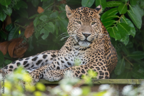 Male Sri Lankan leopard resting sitting on wooden platform. in captivity at Banham Zoo in Norfolk  UK