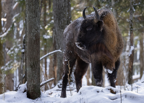 A bison with powerful horns stands in a wild forest in winter.