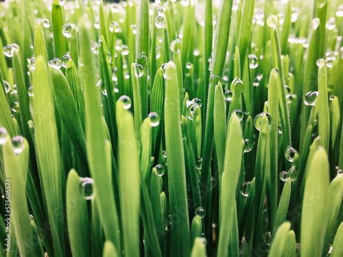 Natural abstract grass background
