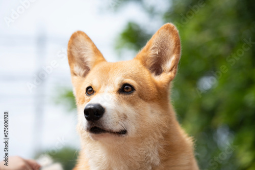 close up corgi dog in summer sunny day