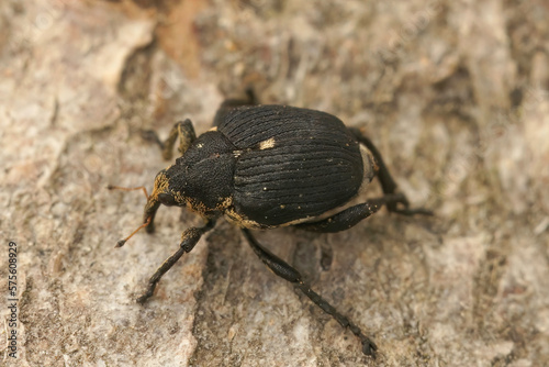 Closeup on the small brown Iris Weevil beetle, Mononychus punctumalbum, sitting on wood