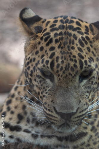 Head on portrait of male Sri Lankan leopard. In captivity at Banham Zoo in Norfolk  UK
