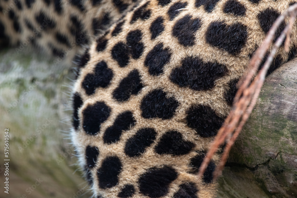 Close up of Sri Lankan leopard leg, with focus on spotted rosettes. In captivity at Banhm Zoo in Norfolk, UK Close up of Sri Lankan leopard leg, with focus on spotted rosettes. In captivity at Banhm Zoo in Norfolk, UK