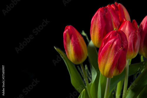 A bouquet of fresh bright red, yellow and green tulips in a vase against a black background with empty space.