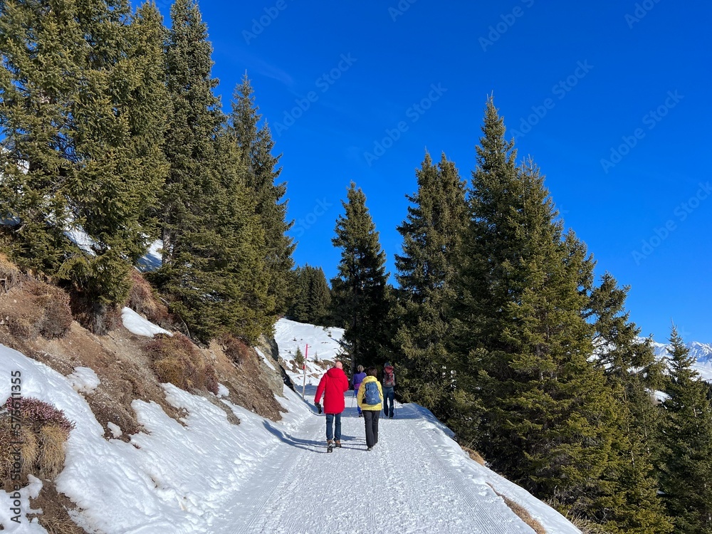 Fototapeta premium Excellently arranged and cleaned winter trails for walking, hiking, sports and recreation in the area of the Swiss tourist winter resort of Arosa - Canton of Grisons, Switzerland (Schweiz)