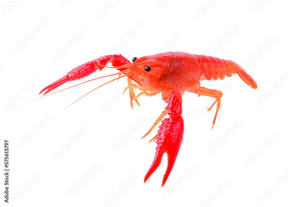 Red crawfish on transparent png Red crawfish on transparent png